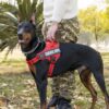 Vadderad Hundsele med Reflex & Handtag – bild 8